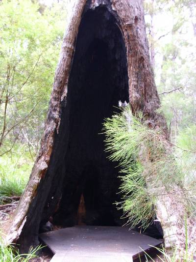 Tingle Tree